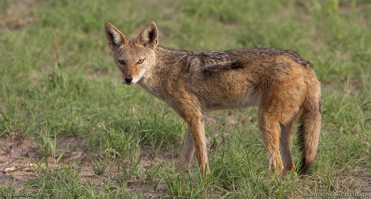 Black-backed Jackal in Tanzania